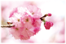 八重桜花酵母